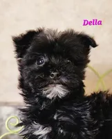 Della, a female Bichon Frise and Yorkshire Terrier for sale in Sheridan, MI – Photo 2 of 5