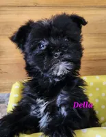 Della, a female Bichon Frise and Yorkshire Terrier for sale in Sheridan, MI – Photo 5 of 5