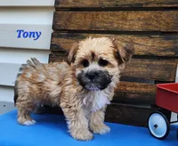 Tony, a male Bichon Frise and Yorkshire Terrier for sale in Sheridan, MI – 3 of 5