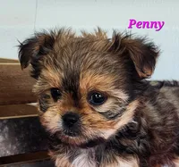 Penny, a female Shorkie for sale in Sheridan, MI – 2 of 6