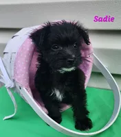 Sadie, a female Bichon Frise and Yorkshire Terrier for sale in Sheridan, MI – 2 of 4