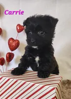 carrie, a female Bichon Frise and Yorkshire Terrier for sale in Sheridan, MI – Photo 4 of 6