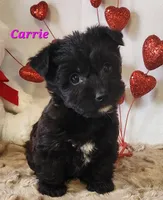 carrie, a female Bichon Frise and Yorkshire Terrier for sale in Sheridan, MI – Photo 1 of 6
