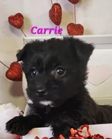 carrie, a female Bichon Frise and Yorkshire Terrier for sale in Sheridan, MI – Photo 2 of 6