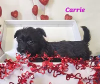 carrie, a female Bichon Frise and Yorkshire Terrier for sale in Sheridan, MI – Photo 5 of 6