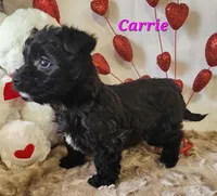 carrie, a female Bichon Frise and Yorkshire Terrier for sale in Sheridan, MI – Photo 6 of 6
