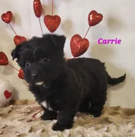 carrie, a female Bichon Frise and Yorkshire Terrier for sale in Sheridan, MI – Photo 3 of 6