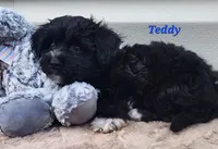Teddy, a male Bichon Frise and Yorkshire Terrier for sale in Sheridan, MI – 4 of 6