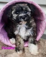 Twinkle, a female Bichon Frise and Yorkshire Terrier for sale in Sheridan, MI – 2 of 6