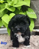 Teddy, a male Bichon Frise and Yorkshire Terrier for sale in Sheridan, MI – 2 of 6
