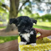 Tipper, a male Bichon Frise and Yorkshire Terrier for sale in Sheridan, MI – 4 of 5