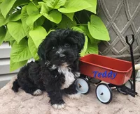 Teddy, a male Bichon Frise and Yorkshire Terrier for sale in Sheridan, MI – 5 of 6