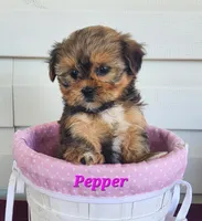 Pepper, a female Shorkie for sale in Sheridan, MI – 2 of 8