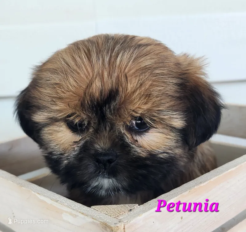Petunia – Shorkie puppy for sale in Sheridan, MI