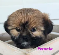 Petunia, a female Shorkie for sale in Sheridan, MI – 1 of 10