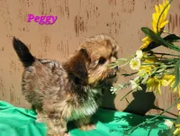 Peggy, a female Shorkie for sale in Sheridan, MI – 3 of 3