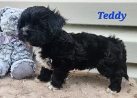 Teddy, a male Bichon Frise and Yorkshire Terrier for sale in Sheridan, MI – 6 of 6