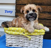 Tony, a male Bichon Frise and Yorkshire Terrier for sale in Sheridan, MI – 4 of 5