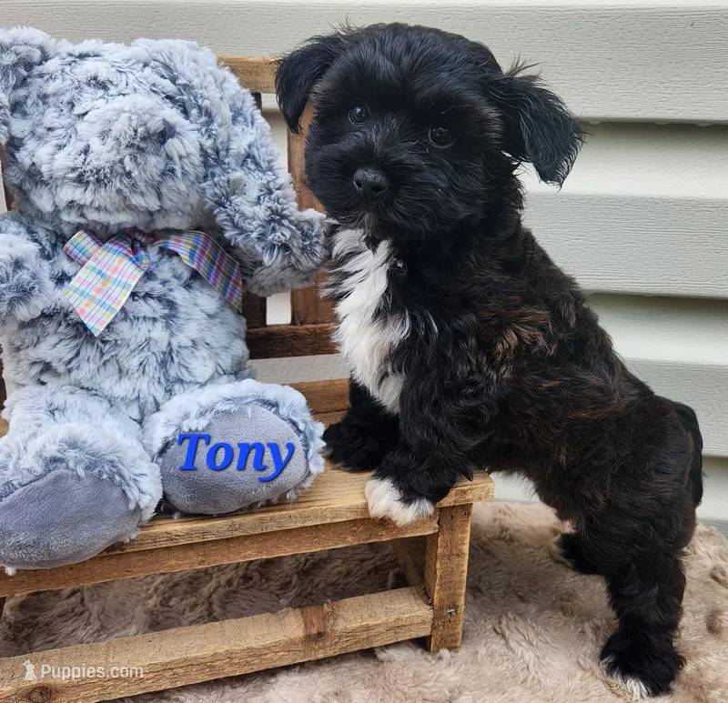 Tony – Bichon Frise, Yorkshire Terrier puppy for sale in Sheridan, MI