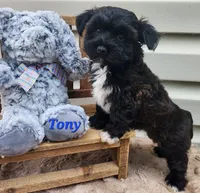 Tony, a male Bichon Frise and Yorkshire Terrier for sale in Sheridan, MI – 5 of 5