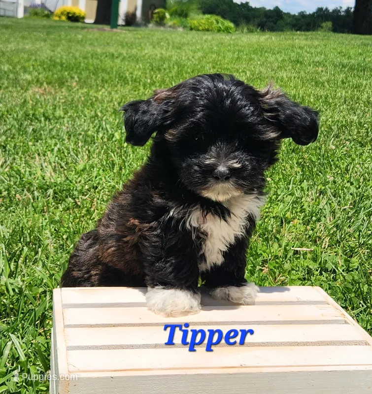 Tipper – Bichon Frise, Yorkshire Terrier puppy for sale in Sheridan, MI