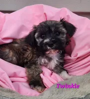 Twinkle, a female Bichon Frise and Yorkshire Terrier for sale in Sheridan, MI – 4 of 6