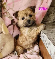 Ellie, a male Morkie for sale in Sheridan, MI – 7 of 8
