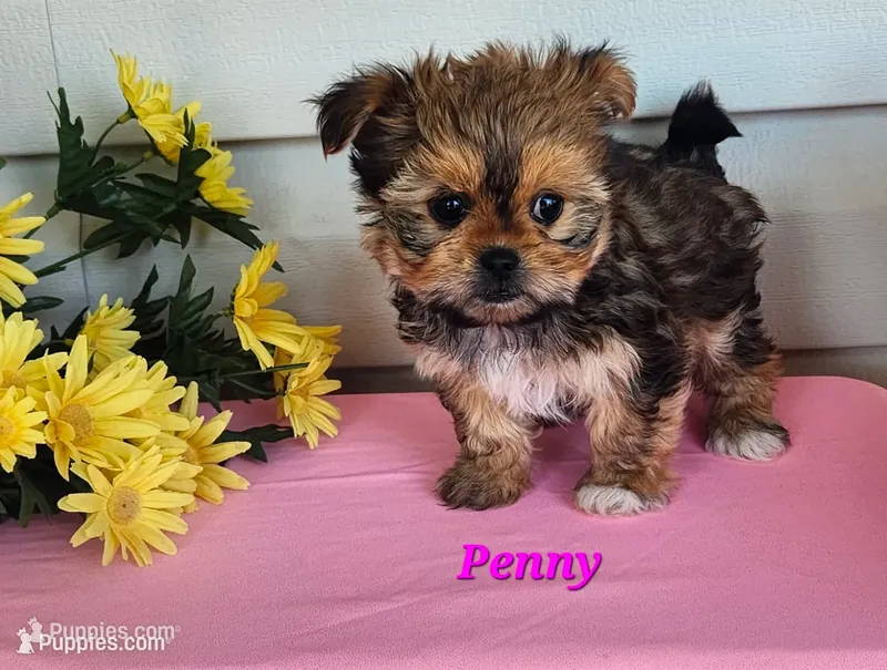 Penny – Shorkie puppy for sale in Sheridan, MI