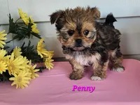 Penny, a female Shorkie for sale in Sheridan, MI – 6 of 6