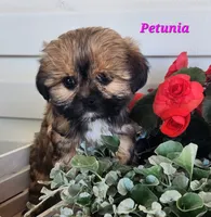 Petunia, a female Shorkie for sale in Sheridan, MI – 6 of 10