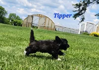 Tipper, a male Bichon Frise and Yorkshire Terrier for sale in Sheridan, MI – 5 of 5