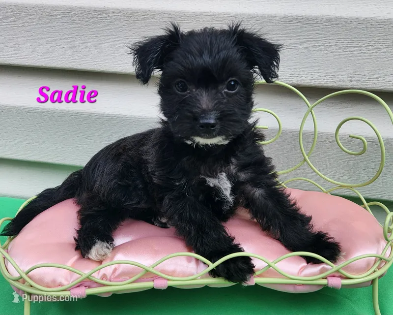 Sadie – Bichon Frise, Yorkshire Terrier puppy for sale in Sheridan, MI