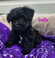 Sally, a female Bichon Frise and Yorkshire Terrier for sale in Sheridan, MI – 4 of 4