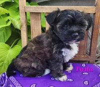 Twila, a female Bichon Frise and Yorkshire Terrier for sale in Sheridan, MI – 5 of 6