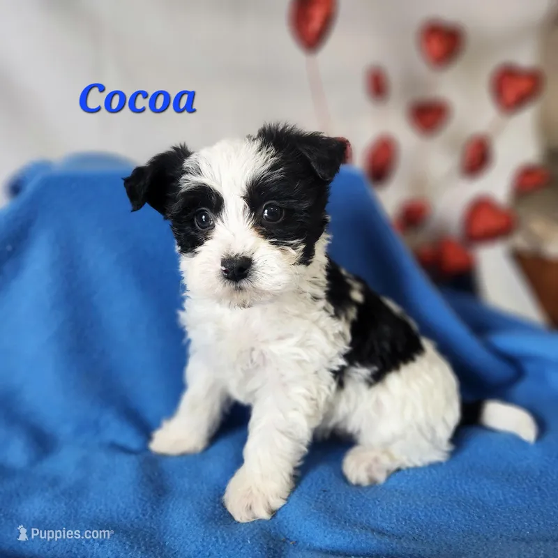 cocoa