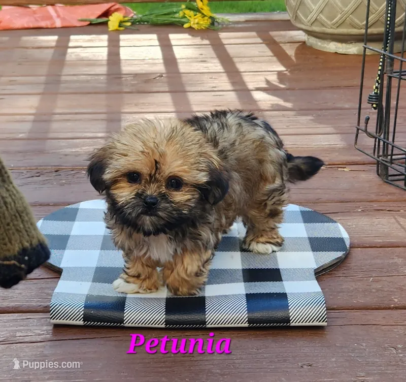 Petunia – Shorkie puppy for sale in Sheridan, MI