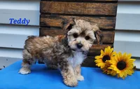 Teddy, a male Bichon Frise and Yorkshire Terrier for sale in Sheridan, MI – 5 of 8