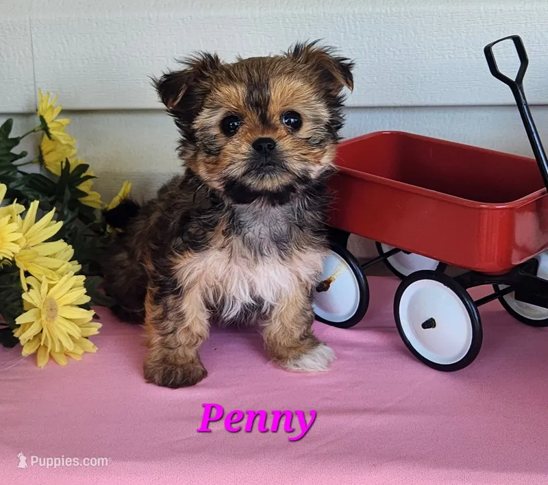 Penny – Shorkie puppy for sale in Sheridan, MI