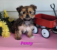 Penny, a female Shorkie for sale in Sheridan, MI – 1 of 6