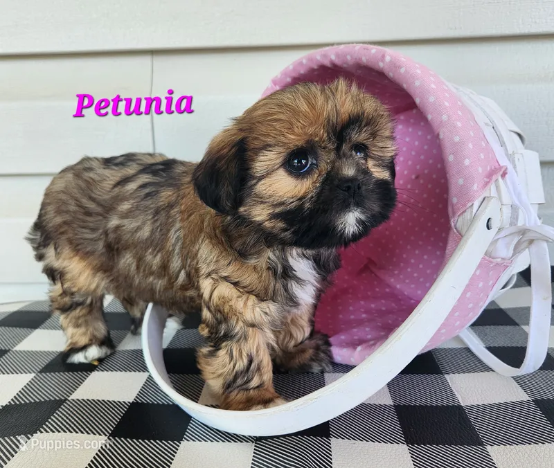 Petunia – Shorkie puppy for sale in Sheridan, MI
