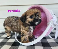 Petunia, a female Shorkie for sale in Sheridan, MI – 10 of 10
