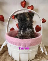 Carmi, a female Bichon Frise and Yorkshire Terrier for sale in Sheridan, MI – Photo 4 of 6