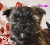 Carmi, a female Bichon Frise and Yorkshire Terrier for sale in Sheridan, MI – Photo 2 of 6