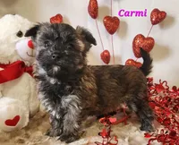 Carmi, a female Bichon Frise and Yorkshire Terrier for sale in Sheridan, MI – Photo 5 of 6