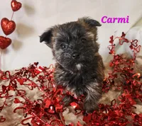 Carmi, a female Bichon Frise and Yorkshire Terrier for sale in Sheridan, MI – Photo 3 of 6