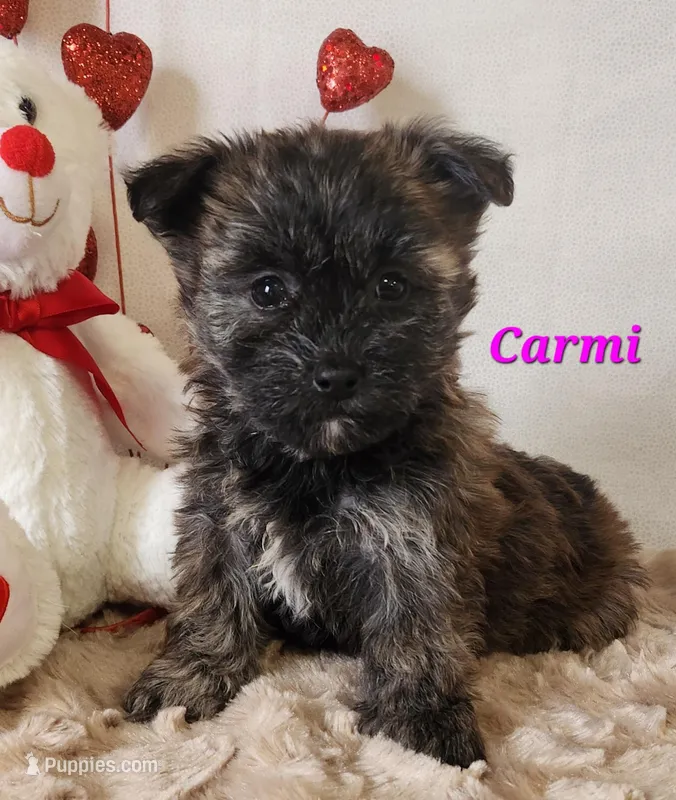 Carmi