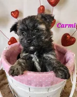 Carmi, a female Bichon Frise and Yorkshire Terrier for sale in Sheridan, MI – Photo 6 of 6