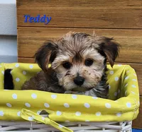 Teddy, a male Bichon Frise and Yorkshire Terrier for sale in Sheridan, MI – 2 of 8
