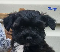 Tony, a male Bichon Frise and Yorkshire Terrier for sale in Sheridan, MI – 1 of 5