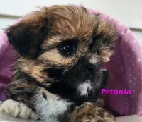 Petunia, a female Shorkie for sale in Sheridan, MI – 8 of 10